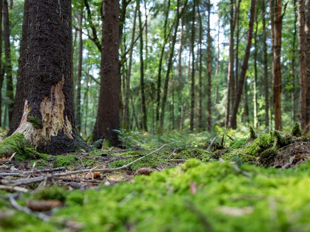 _MG_9406_web biomassa forestale
