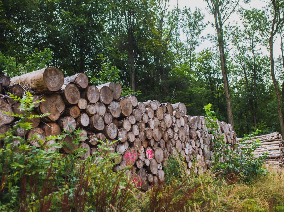 roundwood1_ roundwood1_