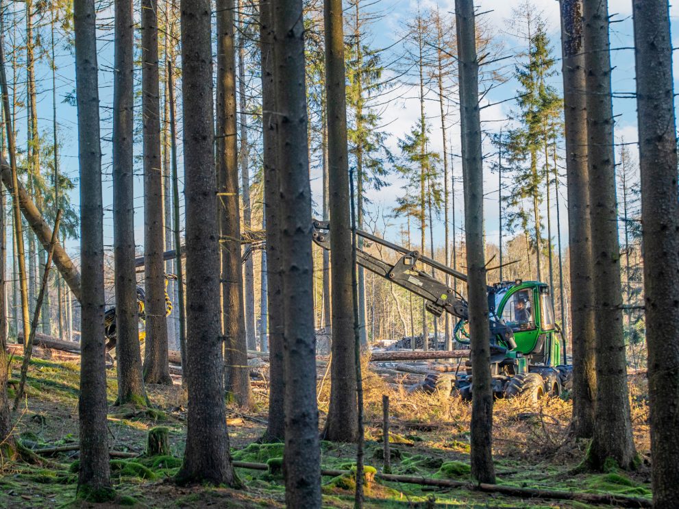 Cippato di legno di bosco